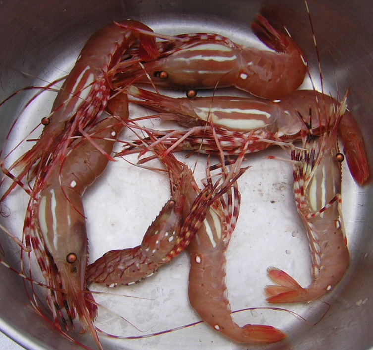 (Jeff and Diane) Shrimp Dinner