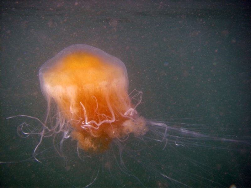 Jelly