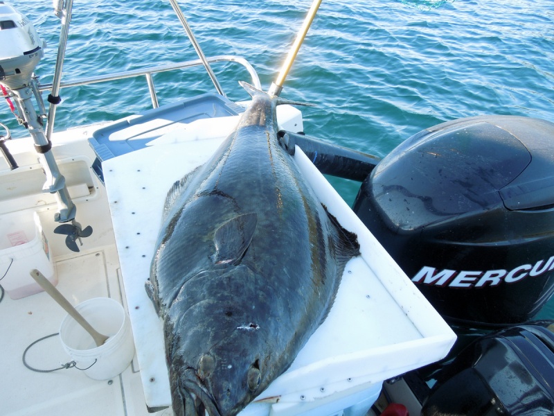 Jody almost gave me the rod on this one.  The harpoon made short work of this guy when he broke the surface.