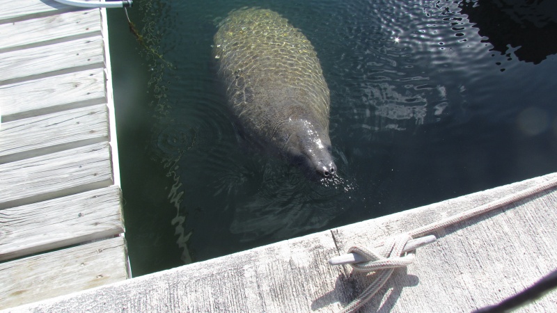 Just kidding we did not kill or eat the manatee but they used to, tastes like chicken.