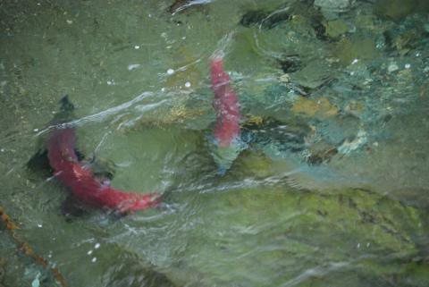 Just minding my own business shooting the Sockeye, and???