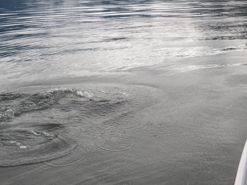 Just missed them.  They chased a school of fish under our boat and entertained us for 1/2 hour.