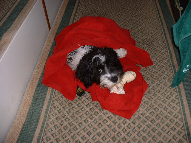 Just plain tuckered out.
