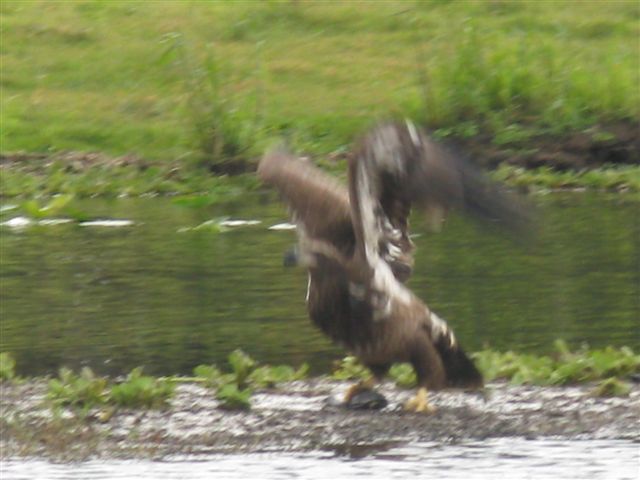 Juvenile Eagle taking off with catch