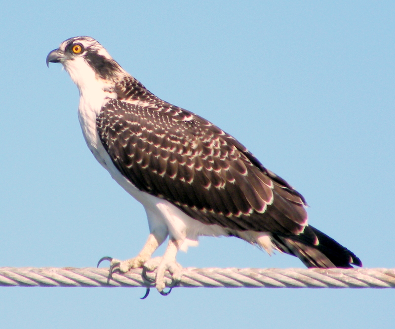 Juvenile Osprey