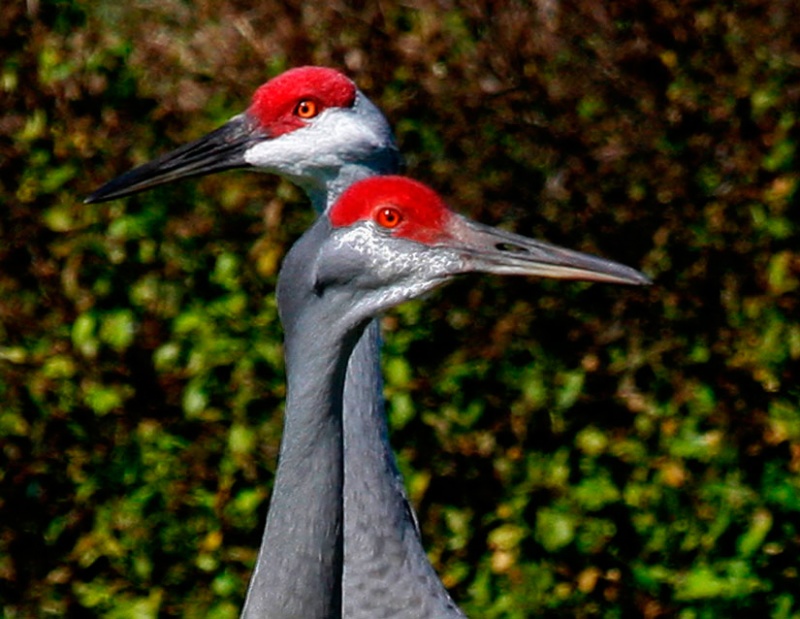 Juxtaposed Sandhill Cranes