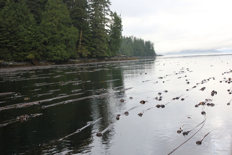 Kelp choked exit of Drake and Cornwall inlet