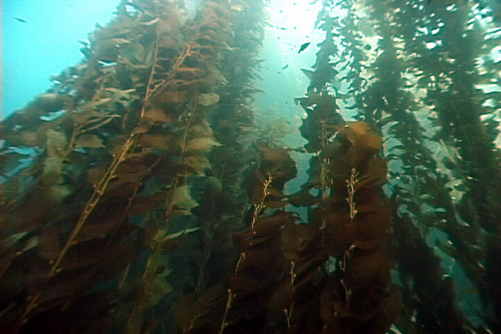 kelp