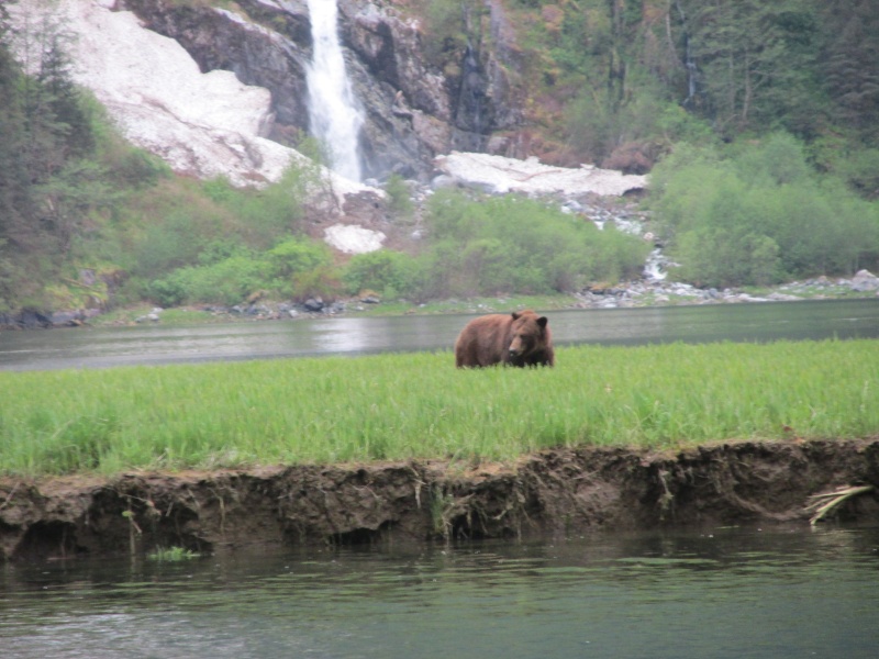 Khutze Inlet Grizzly