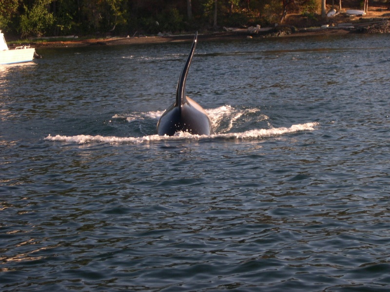 Killer Whale cruising towards "Sea Shift".  8/06