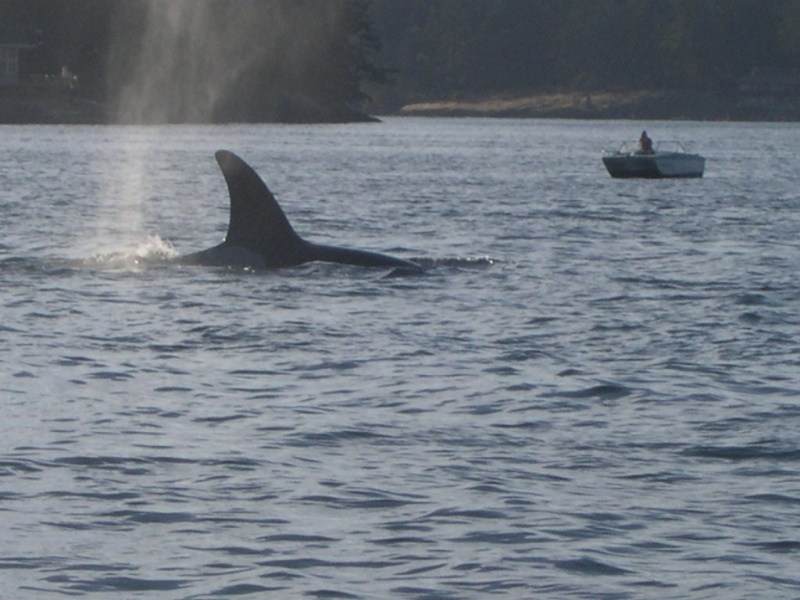 Killer Whale...West of Brown Island near Friday Harbor, Wa.  8/06