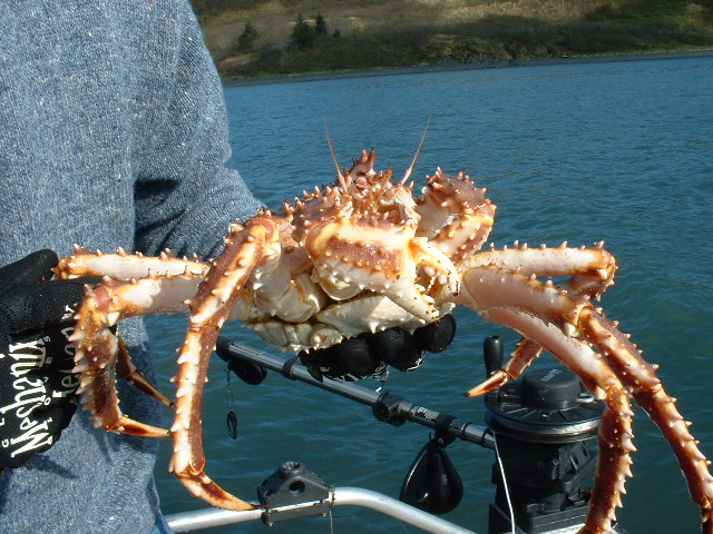 King crab