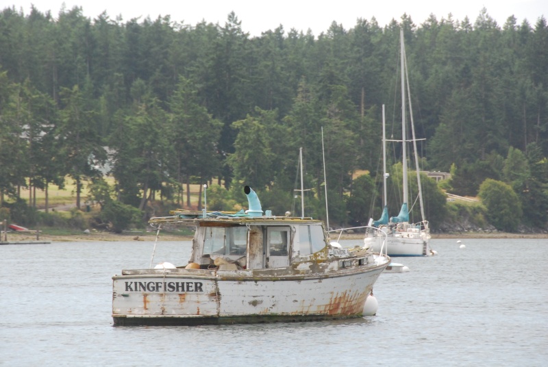 Kingfisher, Fishermens Bay, Lopez Island
