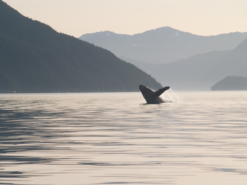 Kit.fall08 038
Humpbacks in Douglas Channel.
