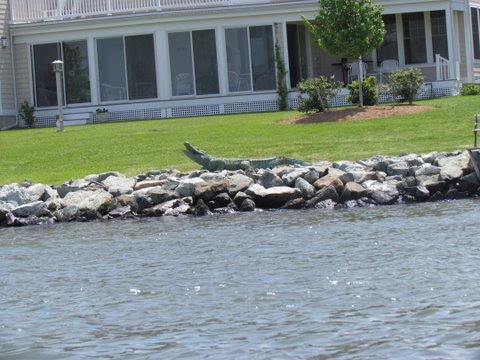 Knapps Narrows a short cut into the Little Choptank River and then up Broad Creek to the San Domingo Creek and we anchor up for the night just outside of St. Michaels and dinghy into town for dinner.Oh yeah the fake gator on the front lawn