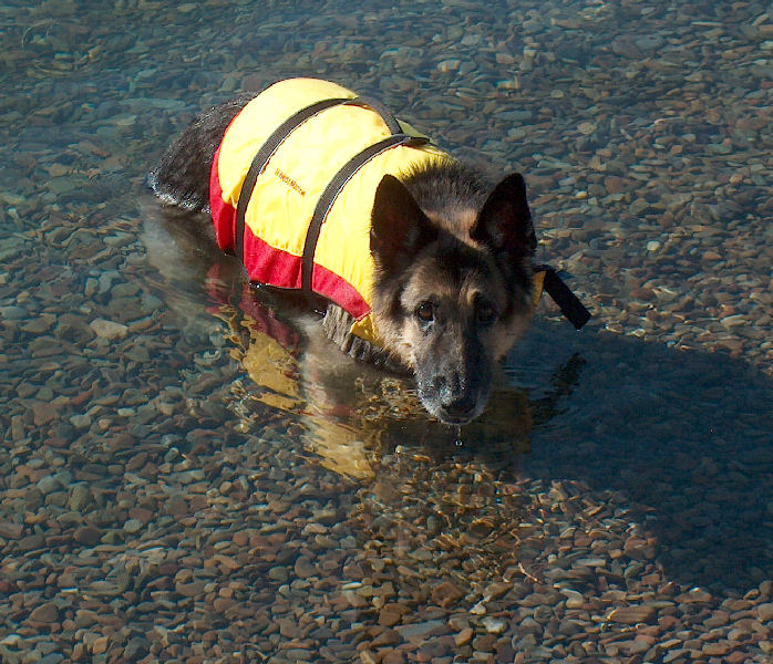 Kobi (12 year old GSD)
