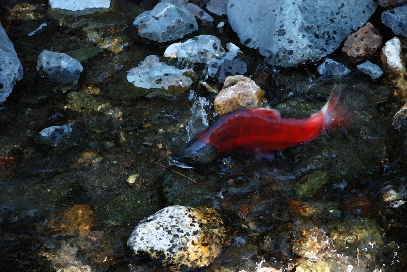 Kokanee Watercolor.jpg