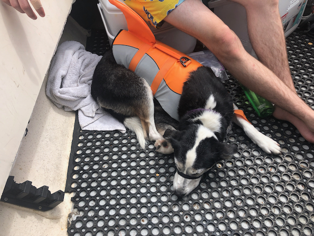 Lacey with her new life vest
