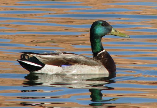 Lake Powell Mallard Drake 2009