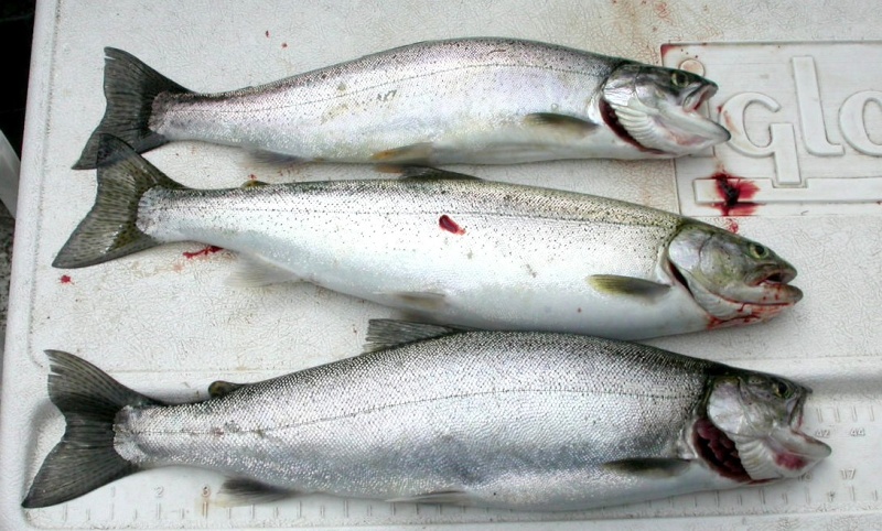 Lake Washington Cutthroats 5-31-04