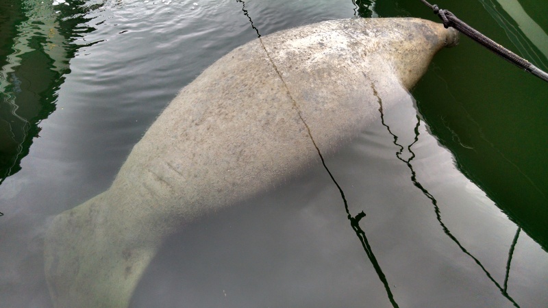 Large floating potato, no it's a manatee silly