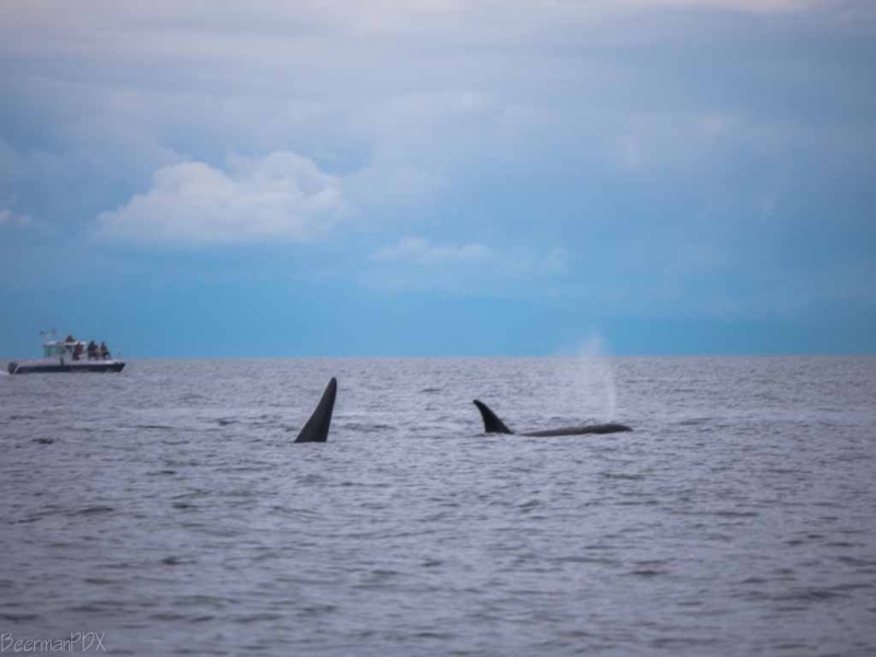 Large pod of whales near Lime Kiln Lighthouse