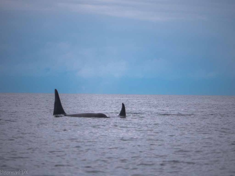 Large pod of whales near Lime Kiln Lighthouse