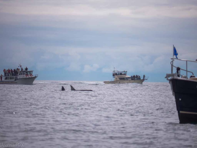 Large pod of whales near Lime Kiln Lighthouse