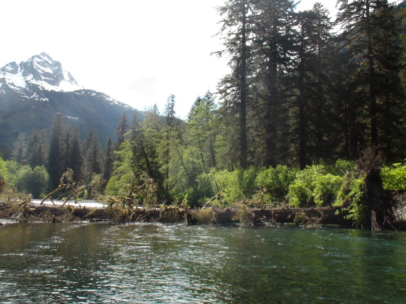 Large tree blocking the river I?ve gone up many times in the Mokai in past years