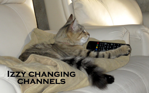 Let's watch the Animal Channel