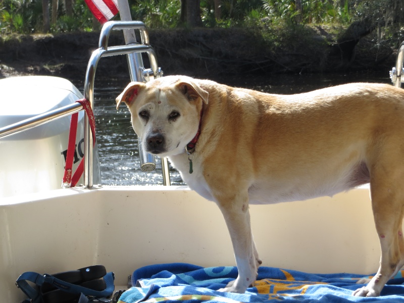 Lily of the Molly Brown 2003-2016. My best friend passed shortly after the gathering. She grew up on the boat and loved to boat,fish and swim.