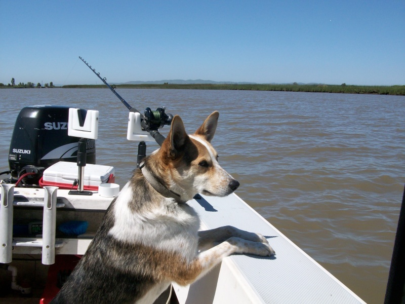 Lily the faithful deck hand
