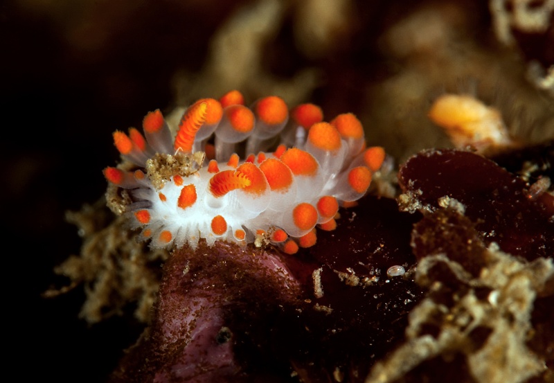 Limacia cockerelli