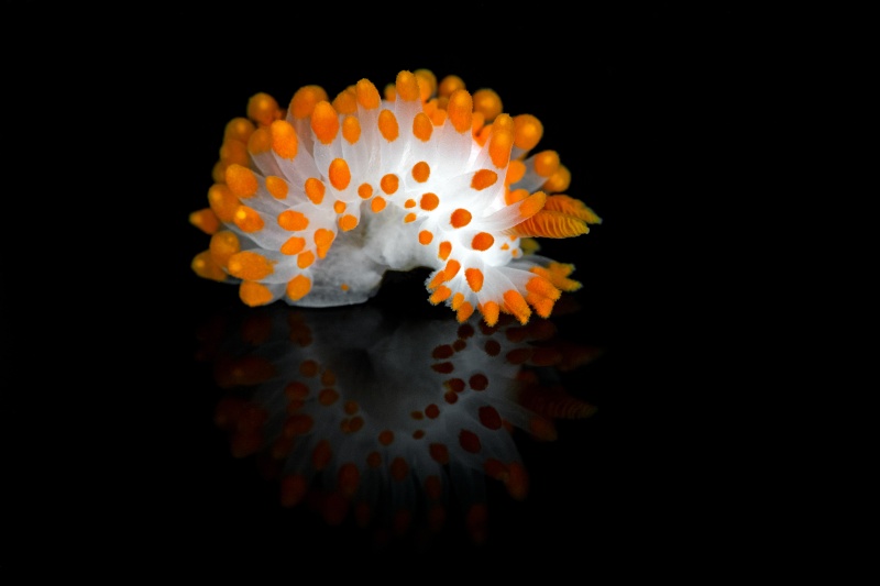 Limacia mcdonaldi2