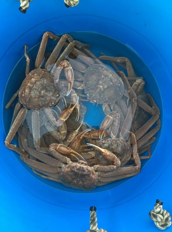 Limit of tanners (5ea)