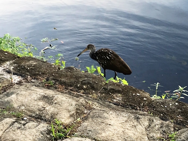 Limpkens at Hontoon SP
