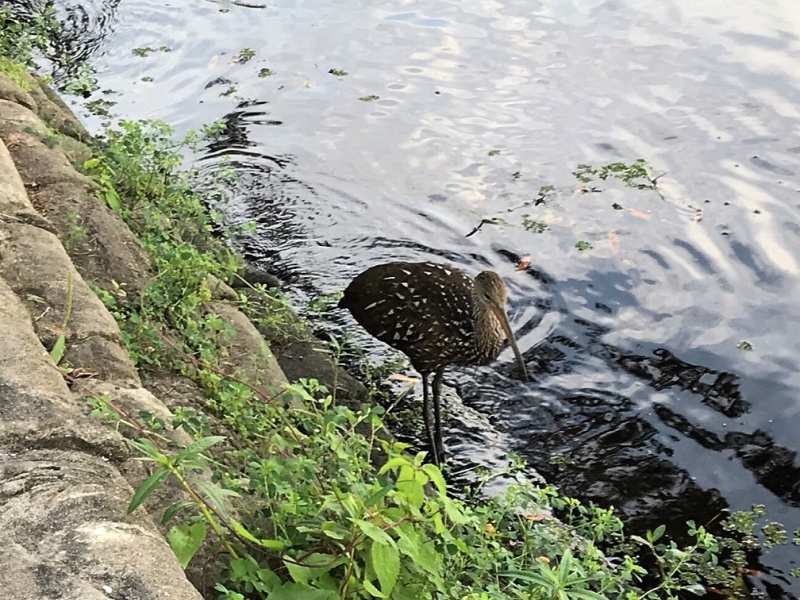 Limpkens at Hontoon SP