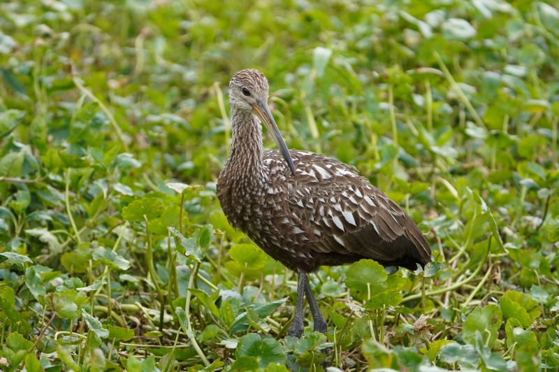 Limpkin