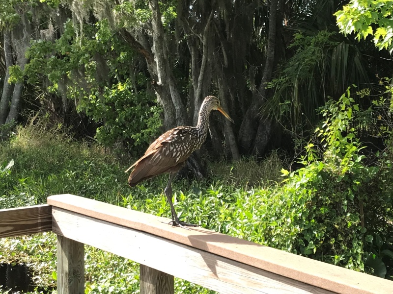 Limpkin