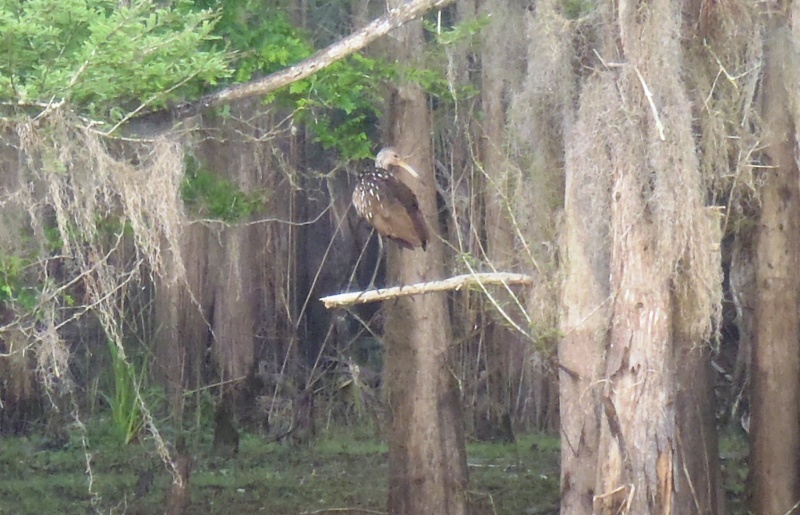 Limpkin