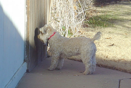 Lindy, at the gate, waiting for the C-Dory