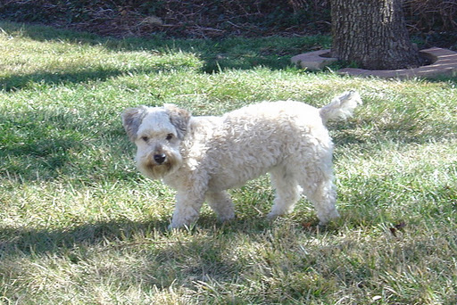 Lindy in our backyard