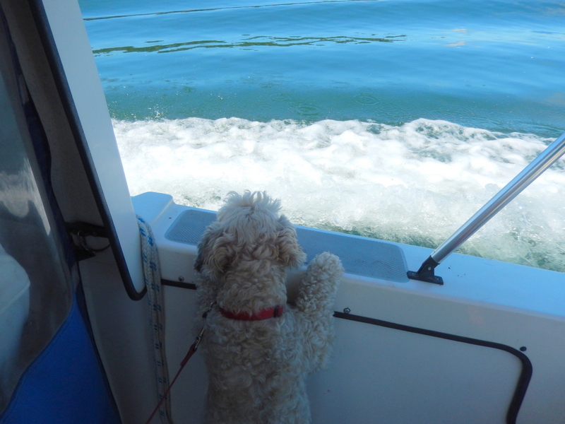 Lindy, our C-Dog, 
enjoying the view from See-Saw crossing Rosario Strait