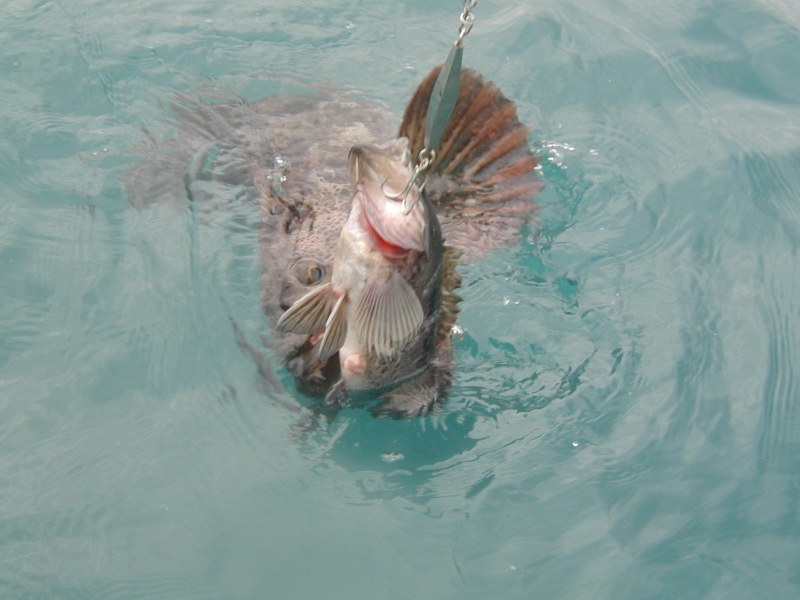 Ling Cod Hanging on Rock Bass