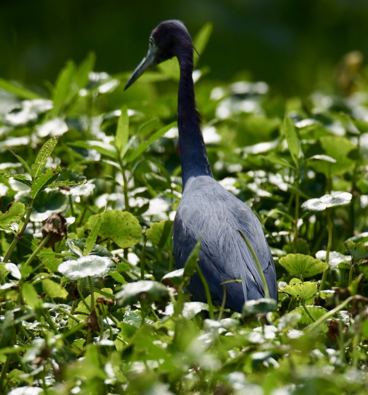 Little Blue Heron