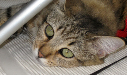Little Izzy under a chair