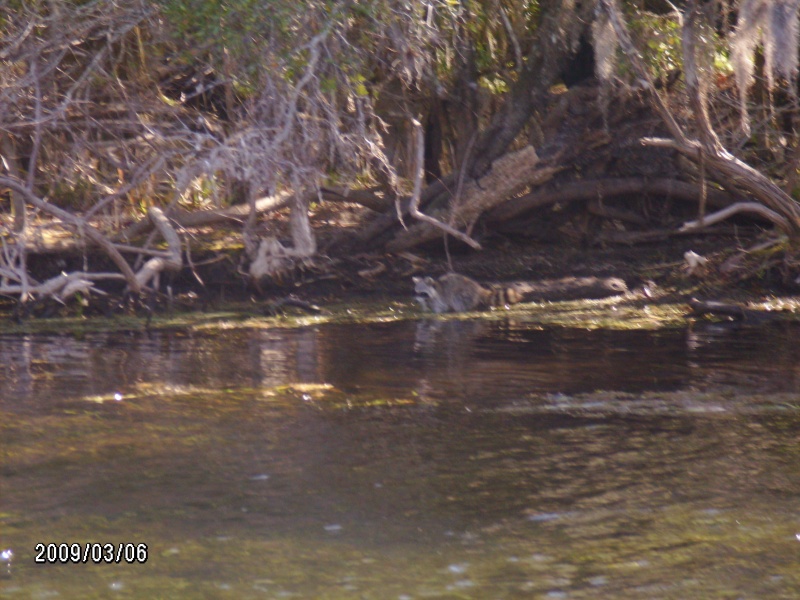Little Racoon at Silver Glen Springs,Florida March 09