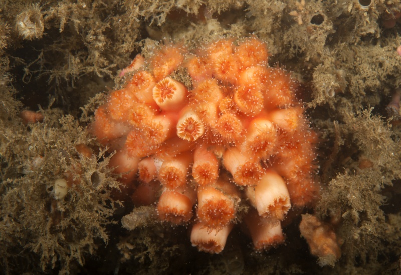 Little Reef 3