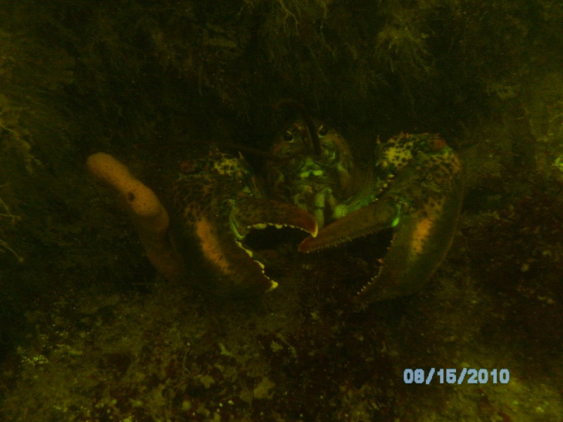 Lobster off Three and a Half Fathom Ledge (off Boston).