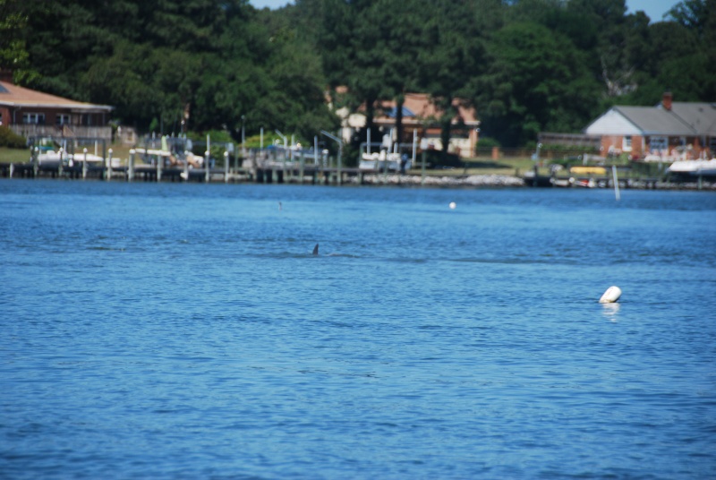 Lone dolphin seen across a sandbar in Broad Bay, Virginia Beach, from the channel.